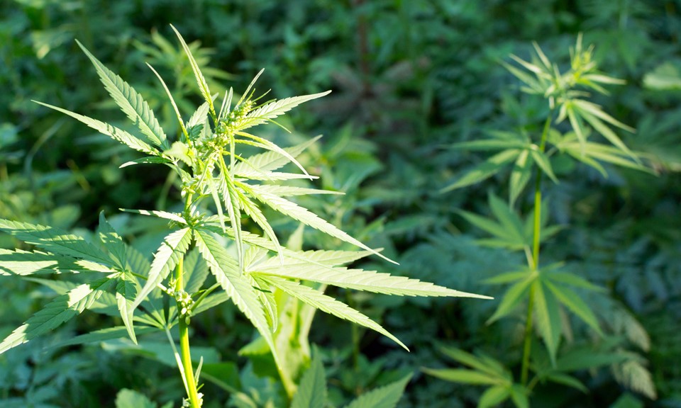 Pa Hb 1393 The Compassionate Use Medical Marijuana Act