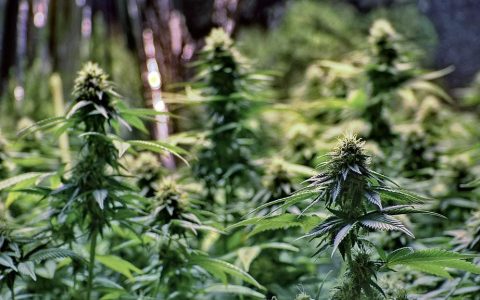 How to Grow Marijuana Outdoors: A Beginner’s Guide