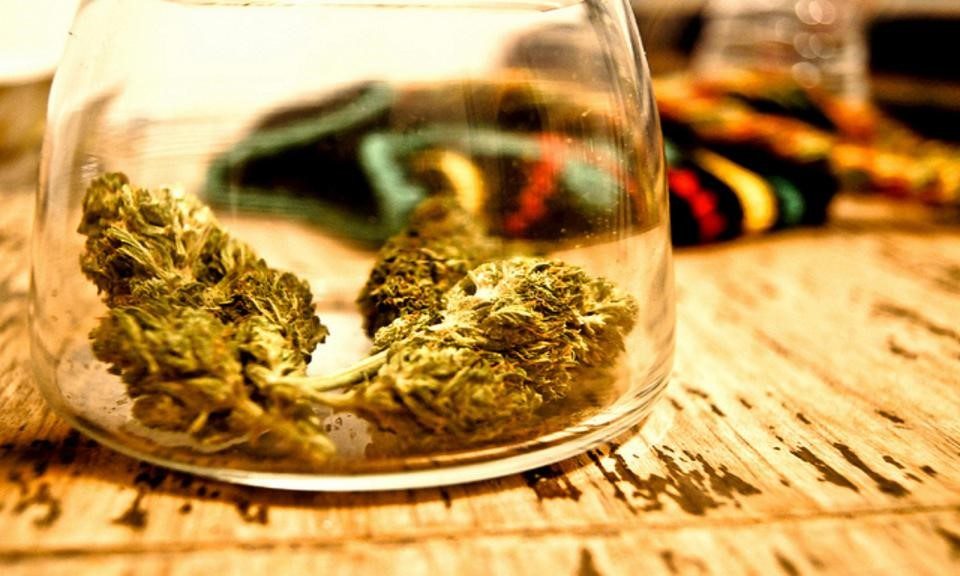 Buds of the Future: An American's Peek into Amsterdam's Coffeeshop Culture (Part 2)