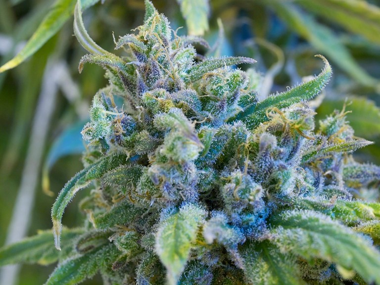 Strain Highlight: Valentine X, the Patron Strain of Epilepsy