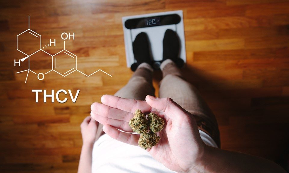 What Is THCV and What Are the Benefits of This Cannabinoid?