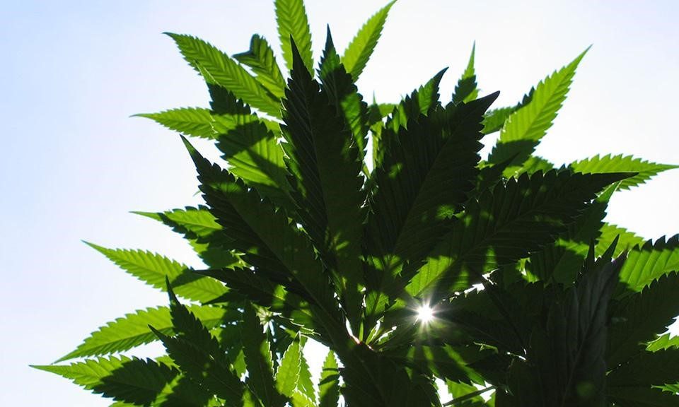 High CBD Products for Medical Marijuana Patients