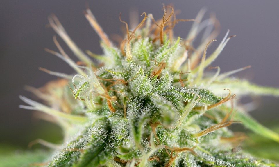 What Are the Strongest Cannabis Strains?