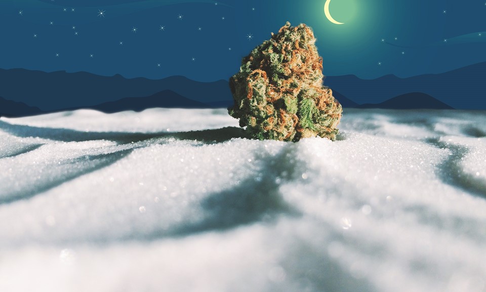 The Best Cannabis Strains for the Holidays (According to Leafly Reviewers)