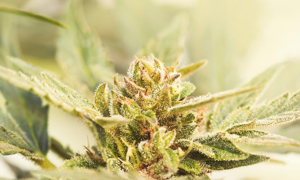 The Top Trending Cannabis Strains of 2015