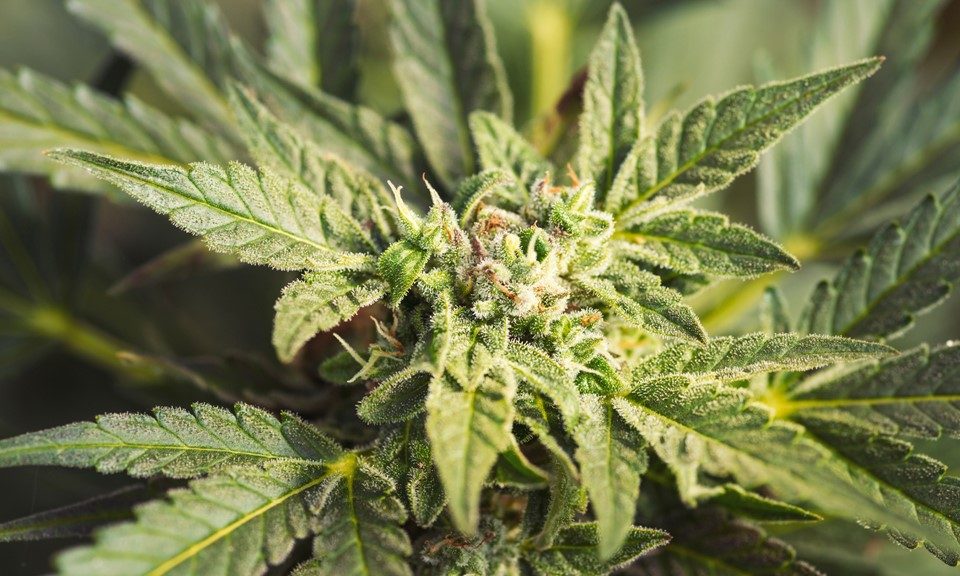 The Best Cannabis Strains for Focus and ADD/ADHD