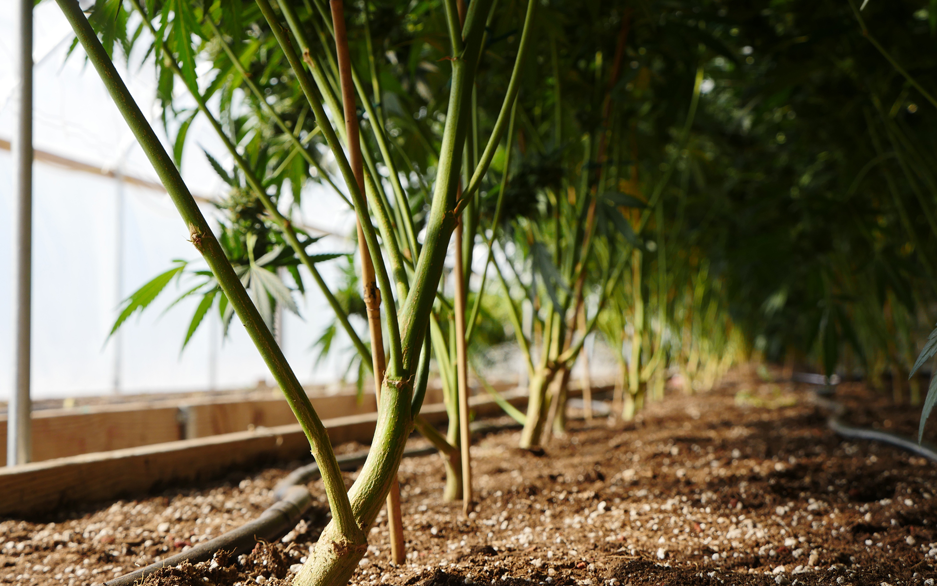 the-emerald-triangle-is-poised-to-become-the-napa-valley-of-cannabis