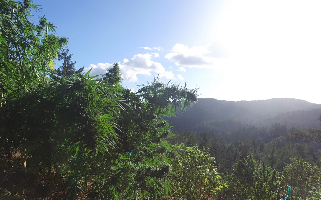 Marijuana Appellation Growing Regions in the Emerald Triangle | Leafly