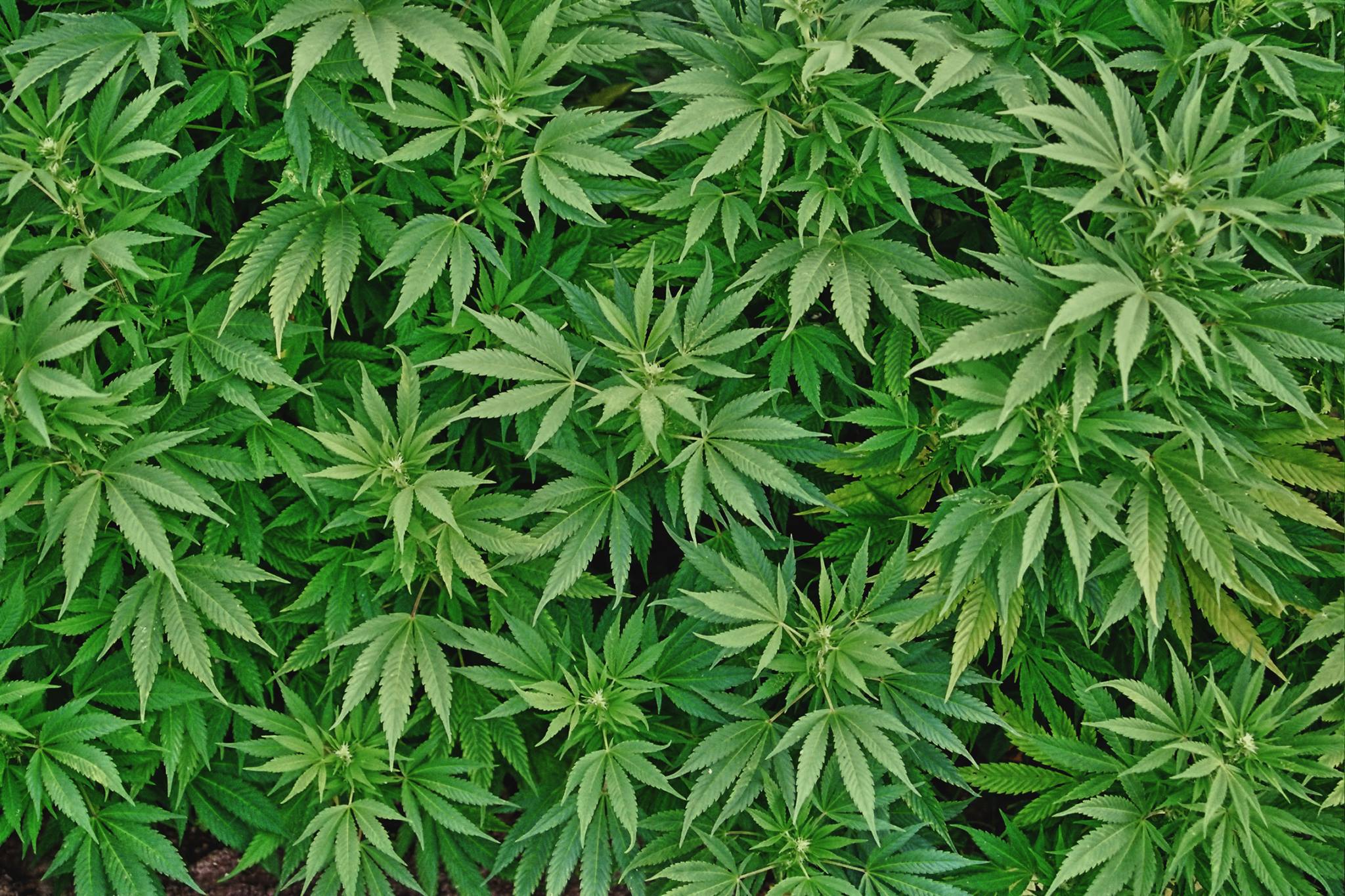 High x Design Cannabis Talks