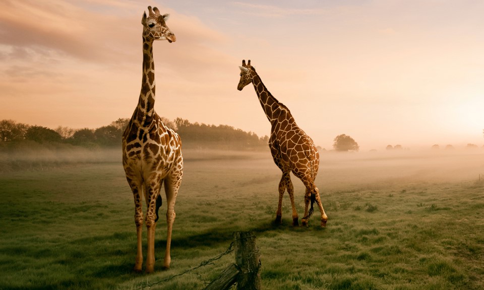 We Get It, These Strains Make You Higher Than a Giraffe's Genitals