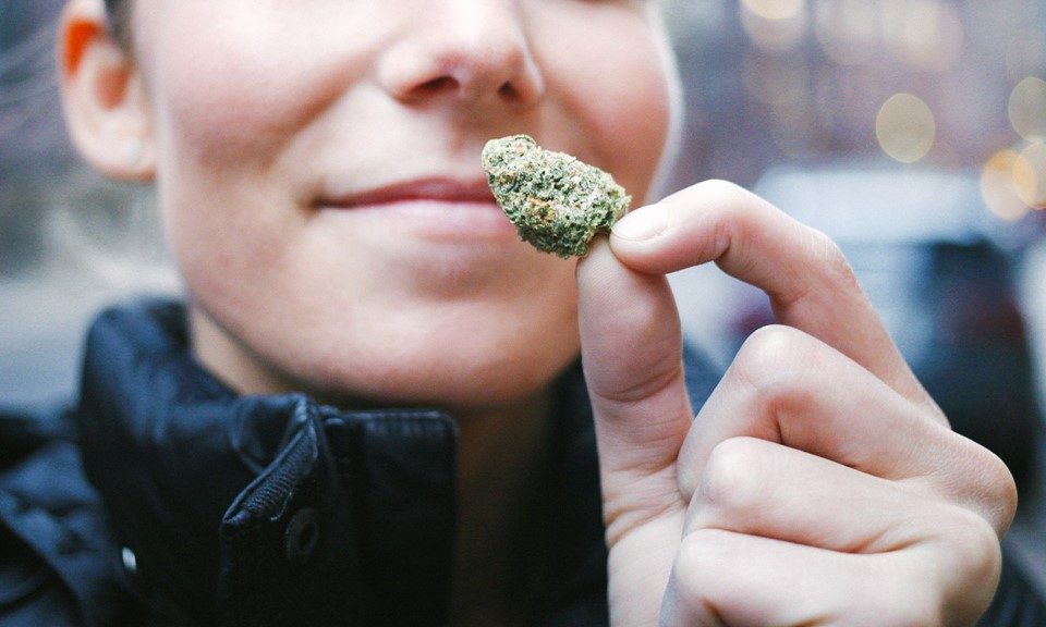 Cannabis Scents and Sensibility: Why Marijuana's Fragrance Is a Feast for the Nose