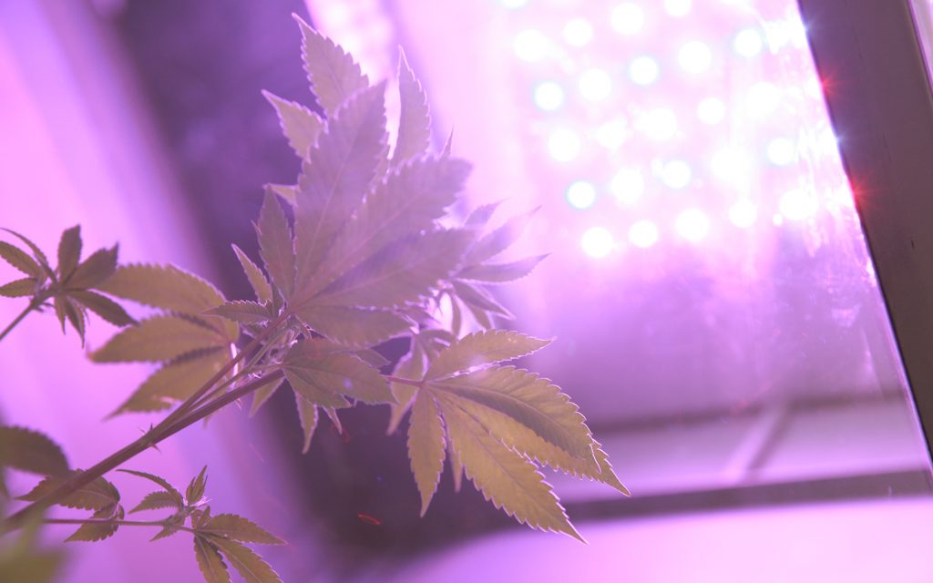 Cannabis plants under LED lights in GroBox