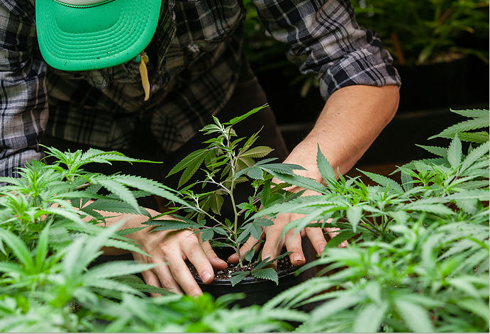 HempFest Cannabis Expo