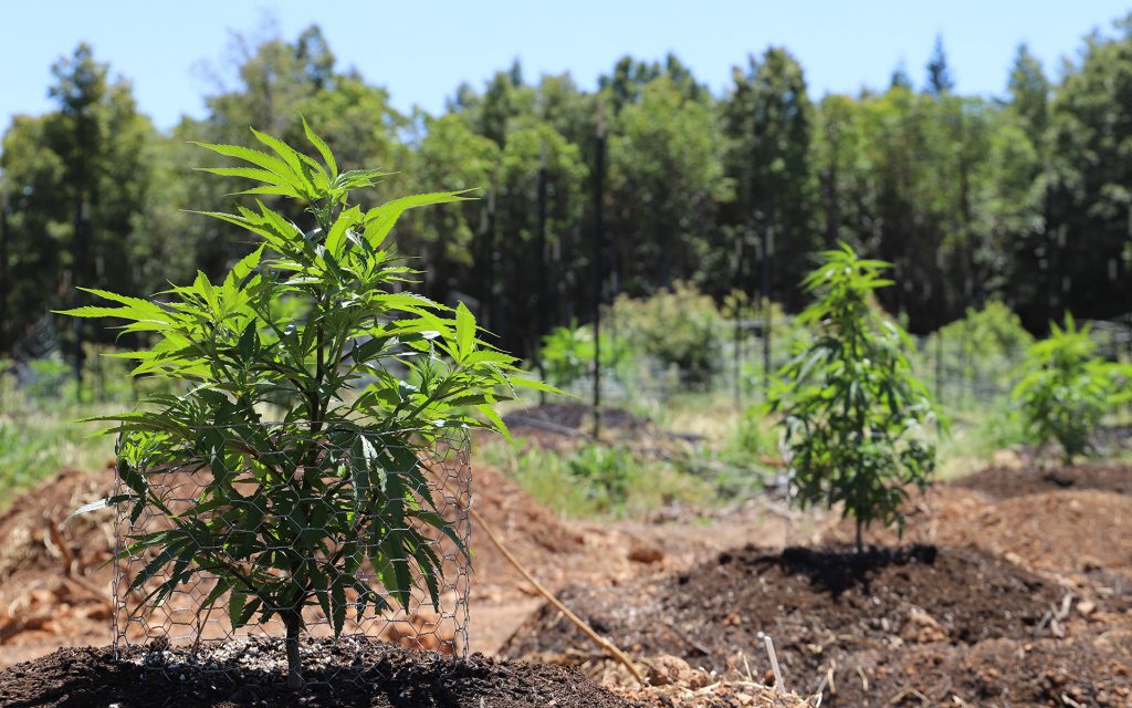 marijuana growing, how to grow marijuana