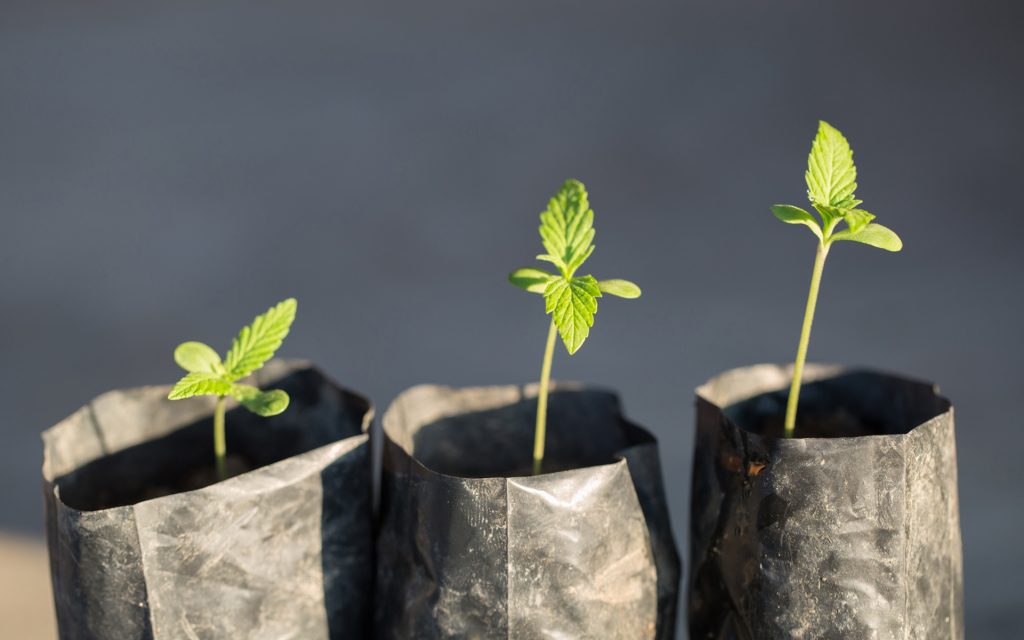 marijuana growing, how to grow marijuana