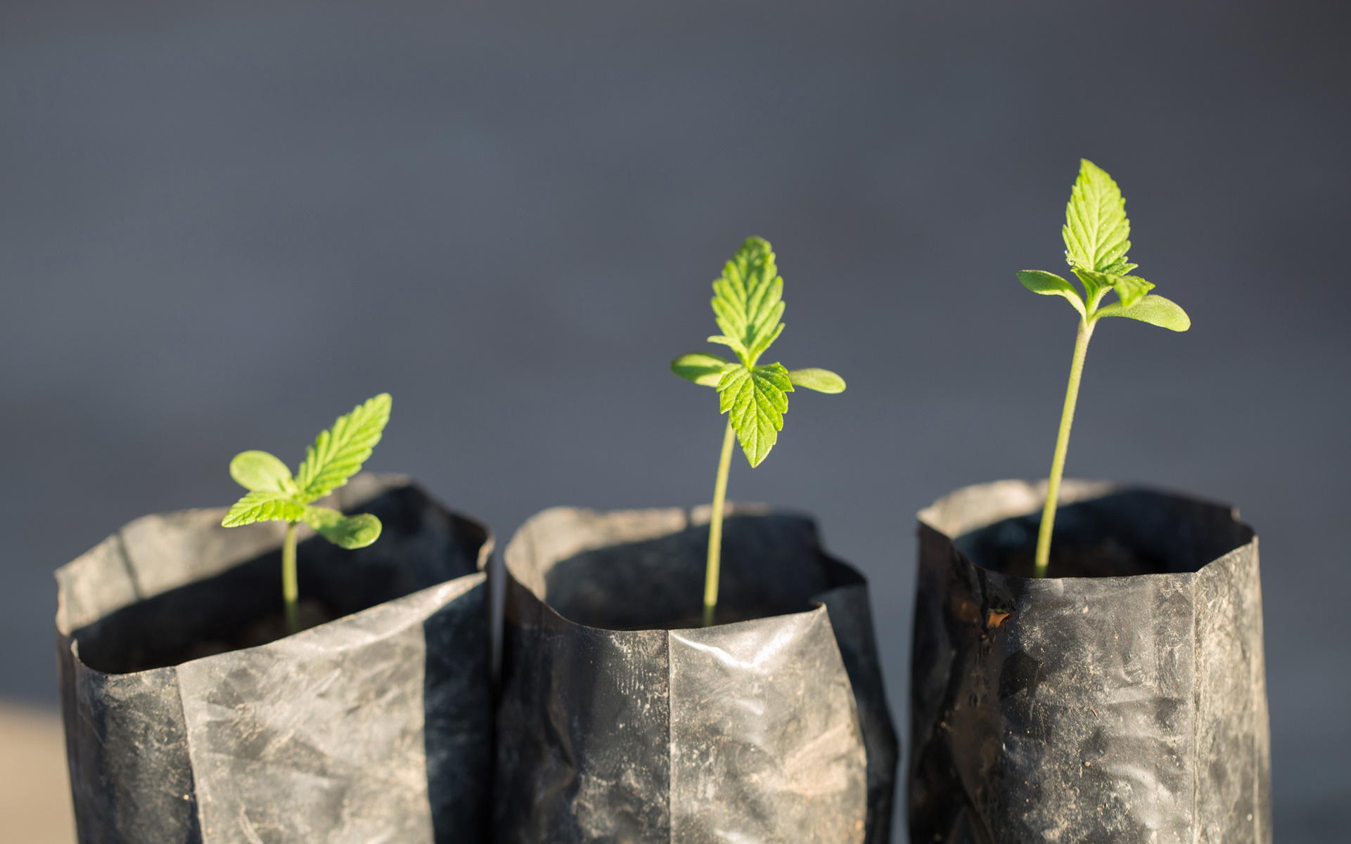 marijuana growing, how to grow marijuana