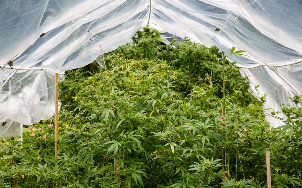 marijuana growing, how to grow marijuana