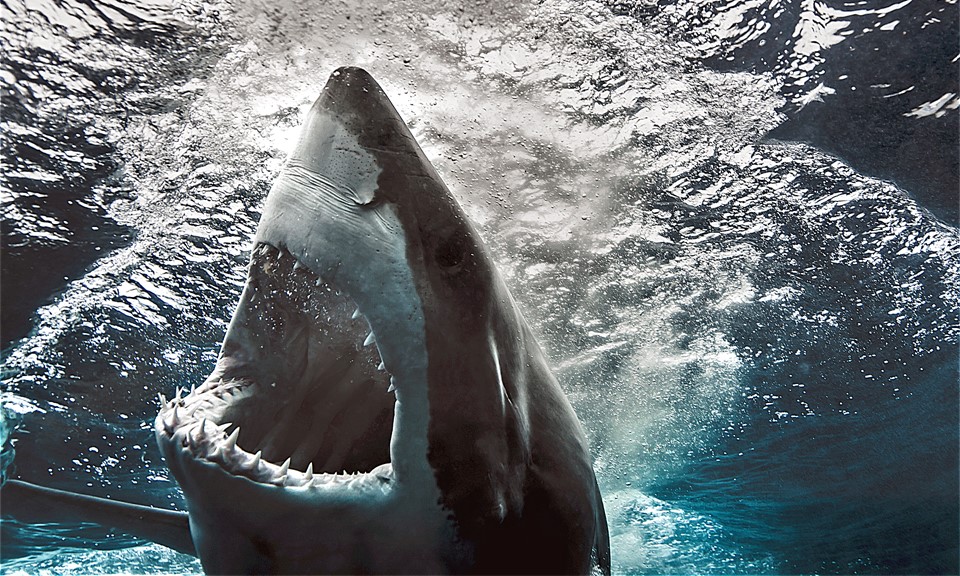 6 Shark-Themed Cannabis Strains That Pack a Powerful Bite