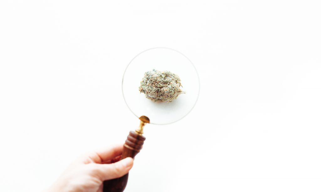 Cannabis vs. Marijuana vs. Weed Search Trends