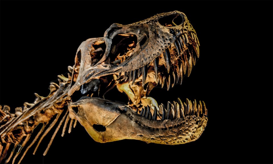 7 Cannabis Strains That Will Make You Appreciate the TRex Leafly