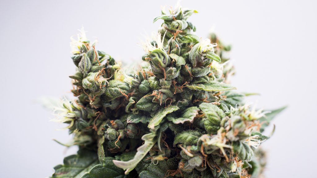 Cannabis plant picture