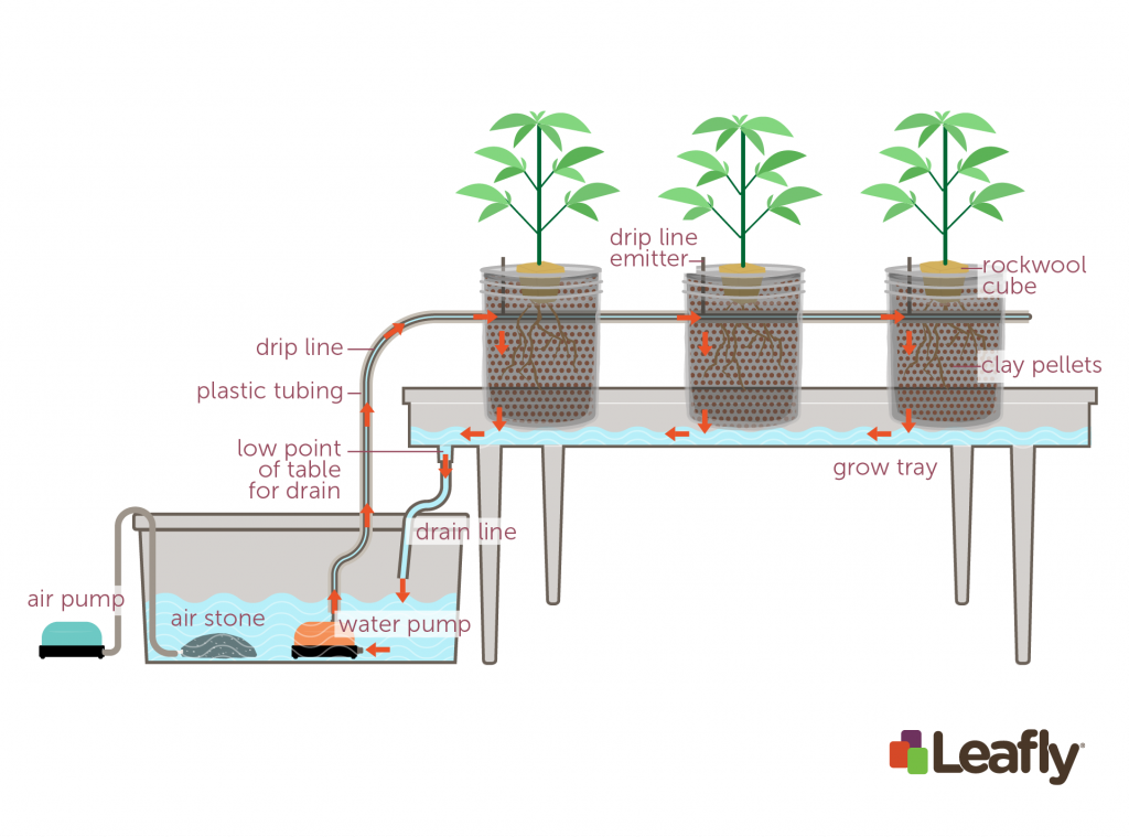 How To Use Hydroponic Growing Systems For Marijuana Leafly