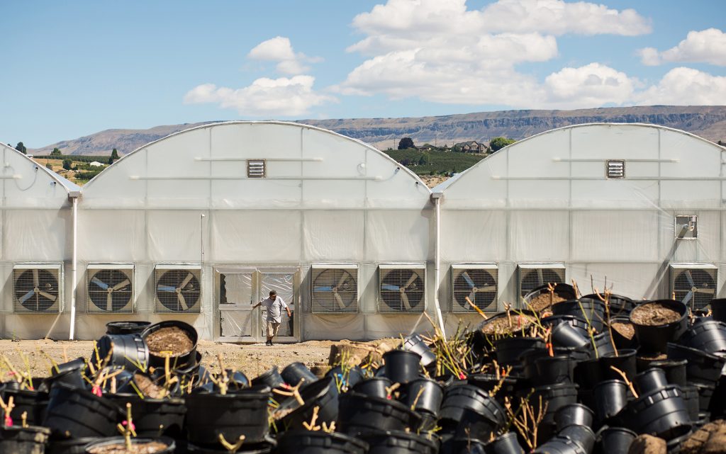 Framed by discarded growing pots, a man exits one of the greenhouses of Seven Hills Farms. (Jordan Stead for Leafly)