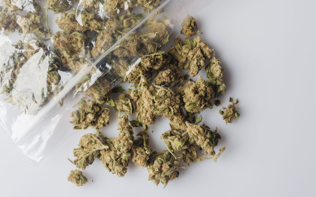 Identifying Old or Bad Cannabis Past Its Shelf Life