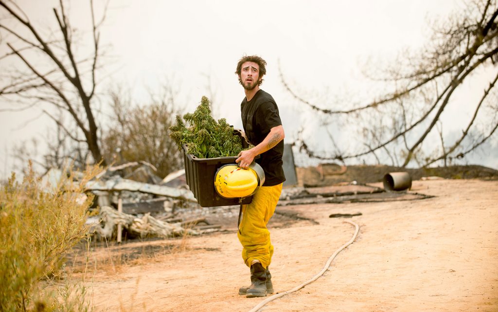 Anthony Lopez harvests marijuana plants as the Loma fire burns around his home near Morgan Hill, Calif., on Tuesday, Sept. 27, 2016. (AP Photo/Noah Berger)