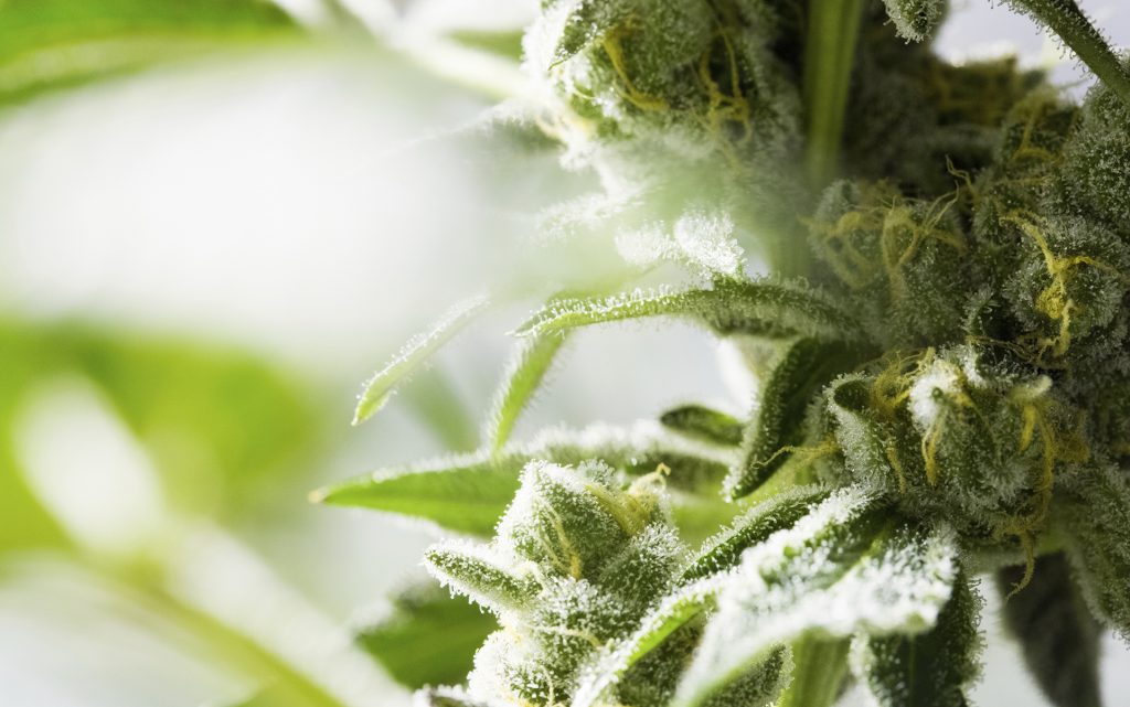 CBD vs. THC for Sex: What