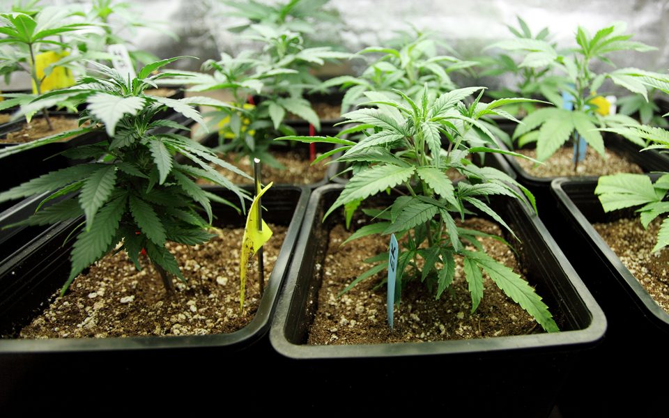The 10 Best CBD Cannabis Strains According to Leafly Users