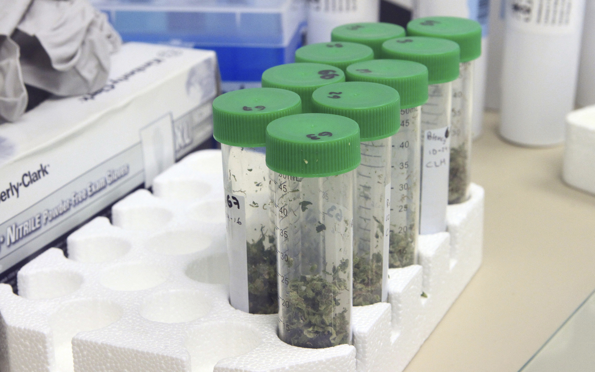 Alaska's First Cannabis Testing Lab Opens in Anchorage Leafly