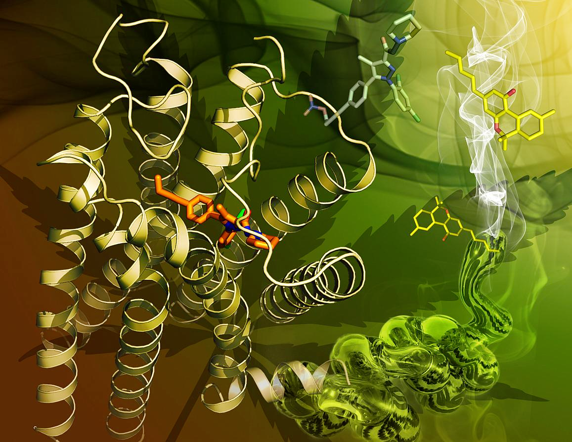 Crystal structure of the human CB1 receptor