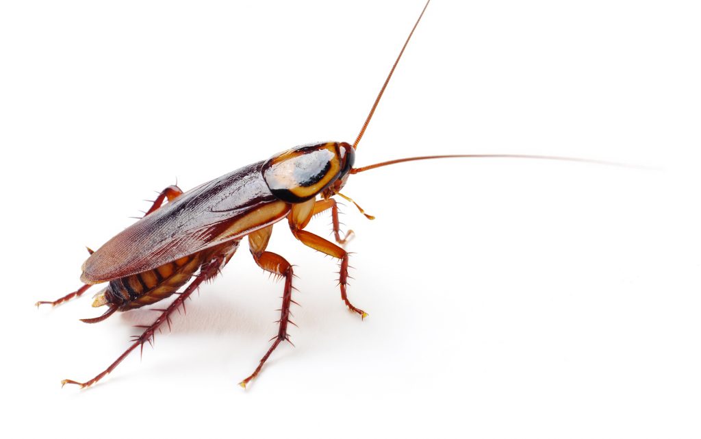 Did You Know a Version of ‘La Cucaracha’ References Marijuana?