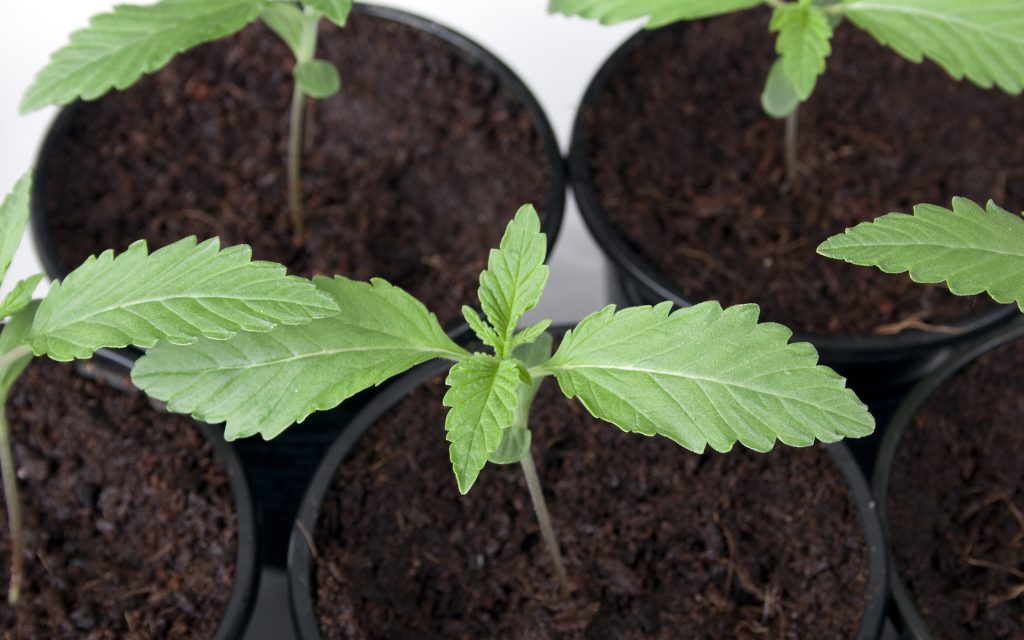 Young cannabis plants in pots.