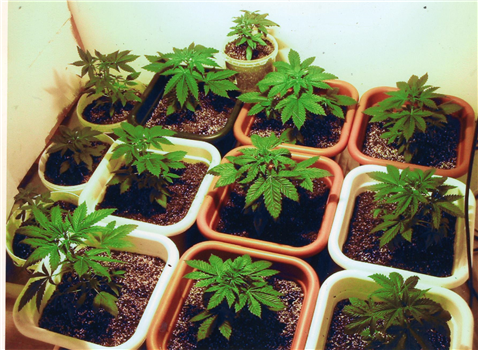 Cultivation 101 Workshop