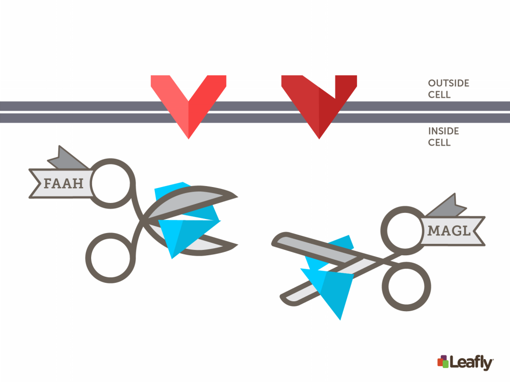 FAAH and MAGL are the key enzymes of the endocannabinoid system