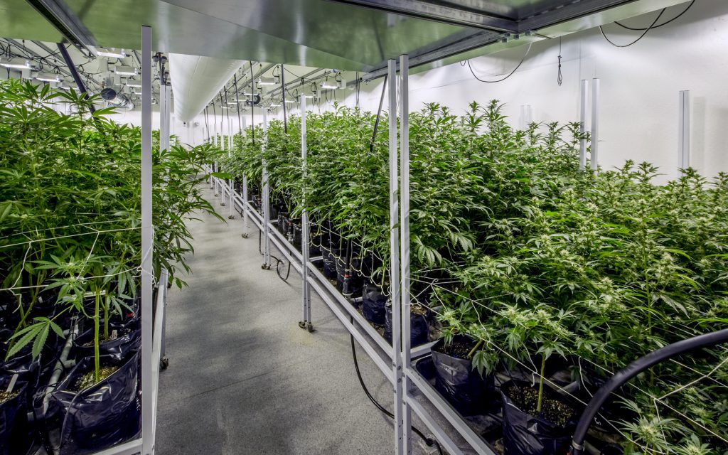 Hydroponic Marijuana Growing in Temperature Controlled Greenhouse