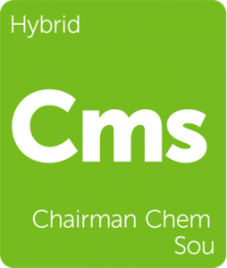 Leafly Chairman Chem Sou hybrid cannabis strain