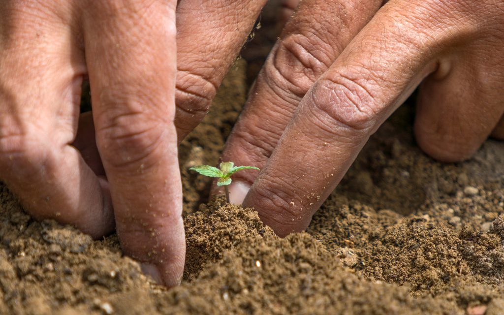 transplanting germinated cannabis seeds