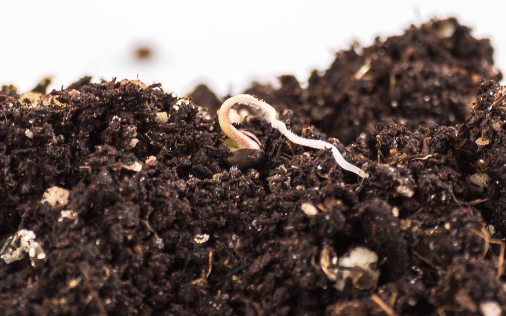 Sustainable Gardening Practices for Growing Cannabis