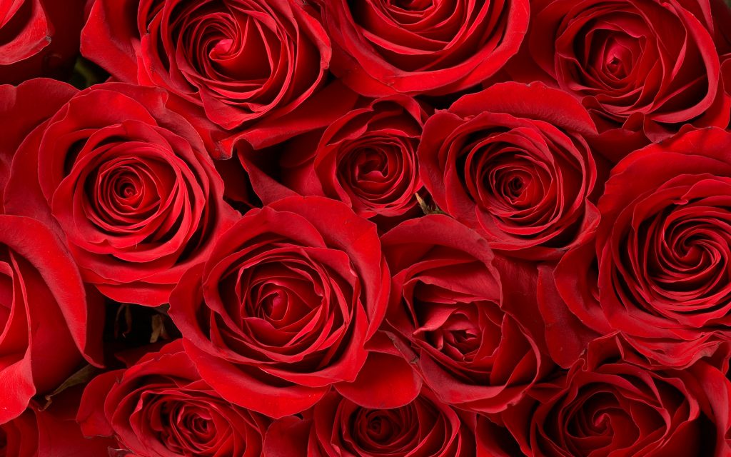 Valentine’s Day: Pair Your Sweetheart’s Bouquet With a Floral Cannabis Strain