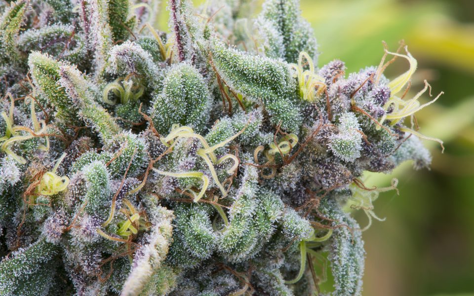 What Is 'Kush' Cannabis?