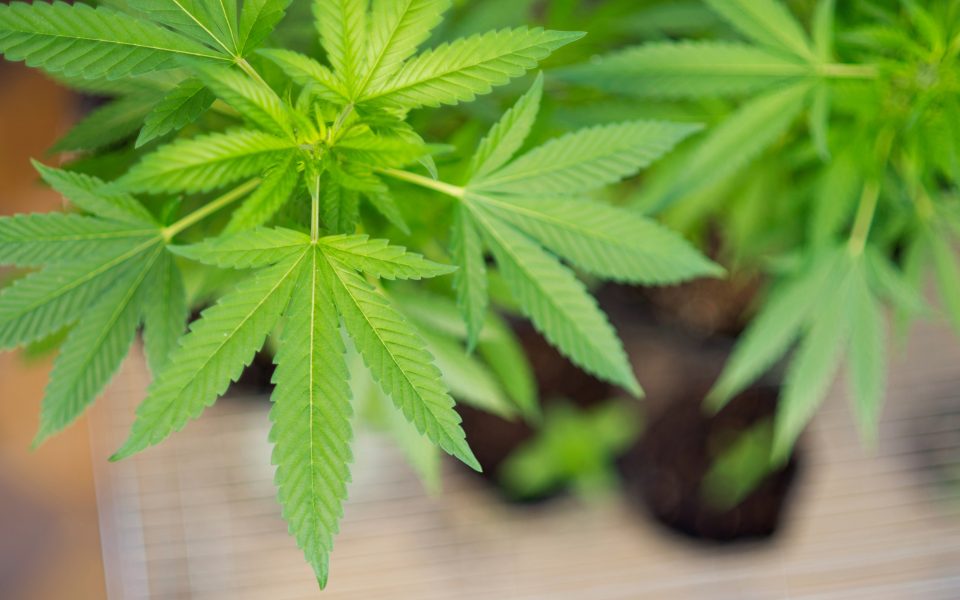5 of the Hardest Cannabis Strains to Grow