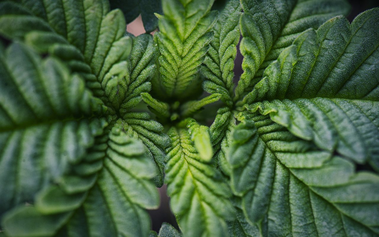 Get Ready for Leafly