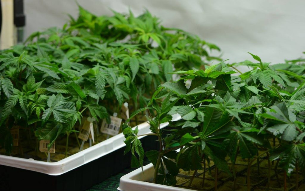(Image courtesy of Avitas)