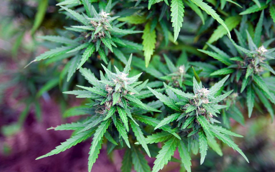 10 Strains You Might Not Know Are Siblings