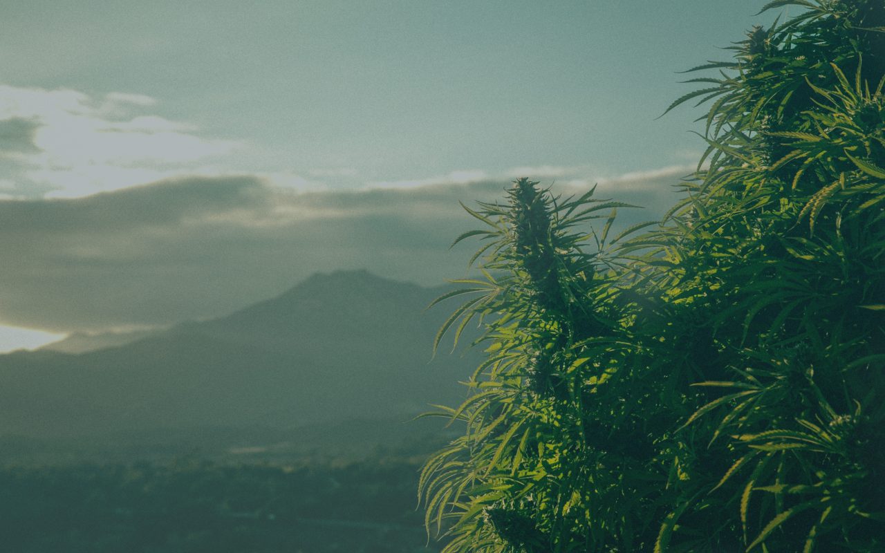 The Cannabis Health Summit 2017
