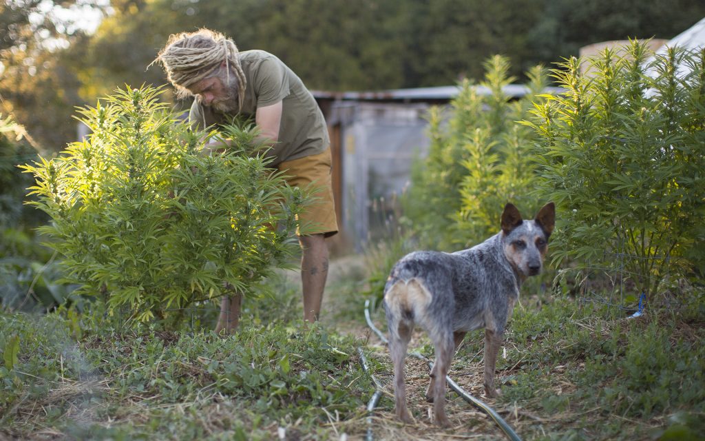 Meet the Cutest #DogsofCannabis on Instagram | Leafly