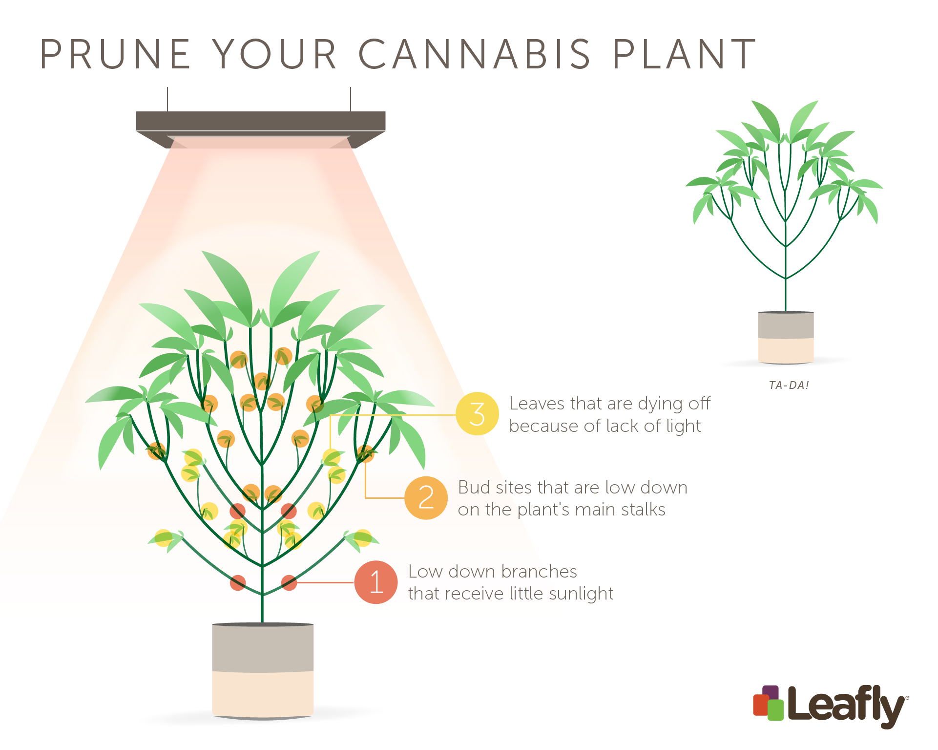 最大の収穫のために大麻植物を刈る方法 知識 Yongkang Tengrun Electronics Co Ltd